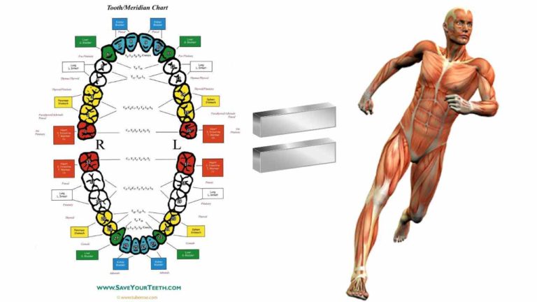 tooth-meridian-chart-emerginnova